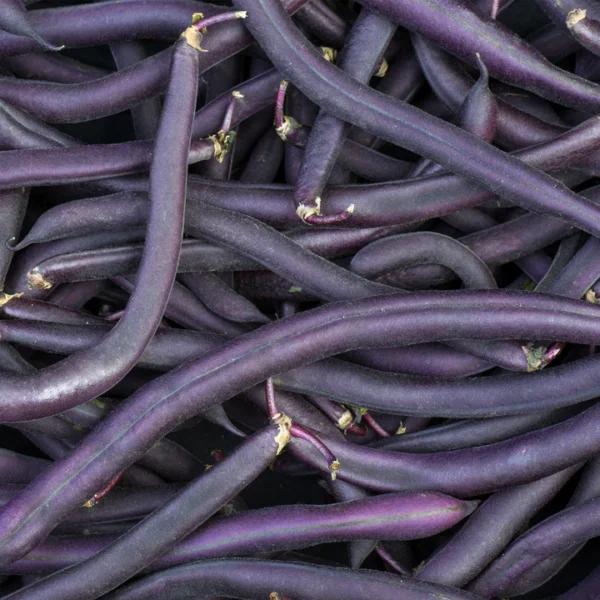 Фасоль Amethyst 15 г