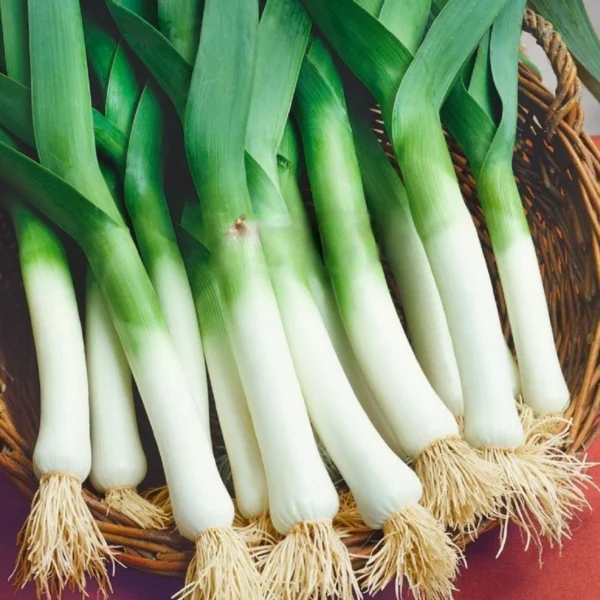 Лук порей, жемчужный лук Elefant 1 г