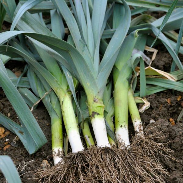 Лук порей, жемчужный лук De Carentan 2 1 г