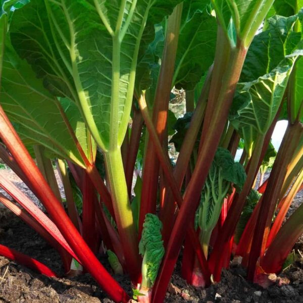 Ревень Victoria 1 g