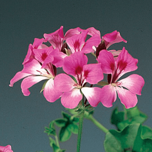 Пеларгония плющелистная ампельная Tornado F1 Bicolor Duet 6 семян