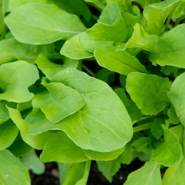 Эрука посевная, она же рукола 2 г