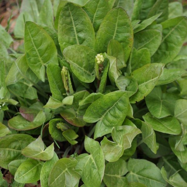 Щавель Belleville 3 г