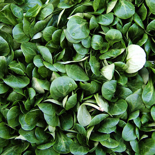 Валерианелла колосковая, полевой салат Trophy 1 g