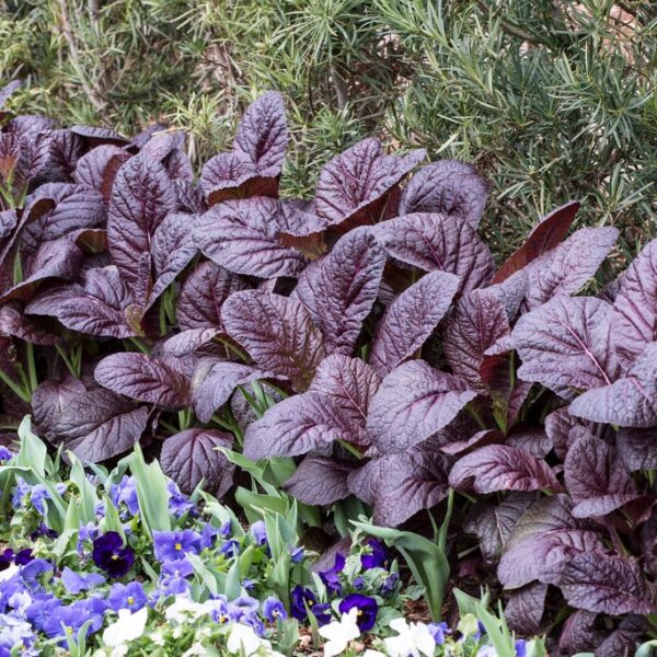 Горчица листовая Red Giant 1 г