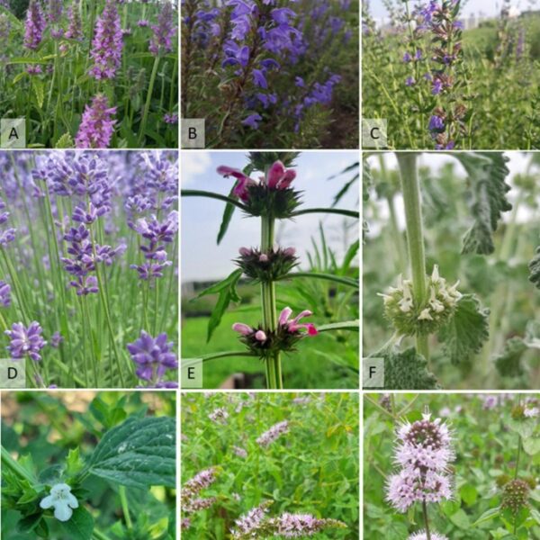 Анис, Чабер садовый, кошачья мята 3 диска с семенами