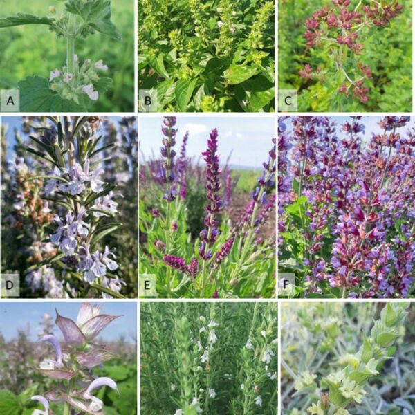 Мелисса, мята, аптечная ромашка 3 диска с семенами