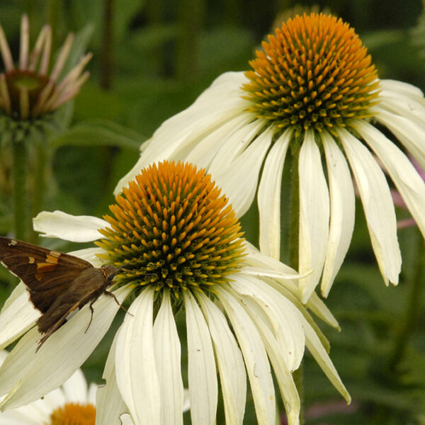Эхинацея пурпурная PollyNation White 5 семян