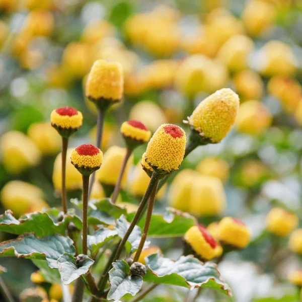 Акмелла, спилантес огородный Bulls Aye 0,1 g