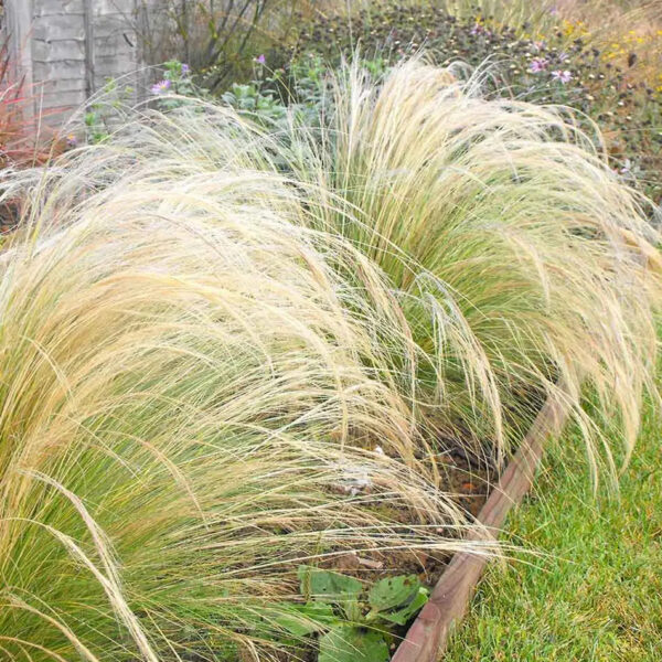 Ковыль тончайший 0,05 г семян