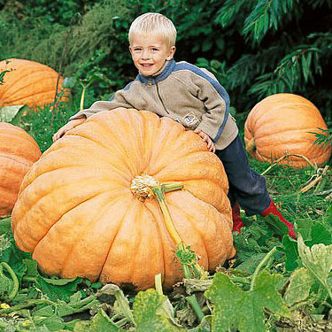 Тыква крупноплодная Atlantic Giant 1 г