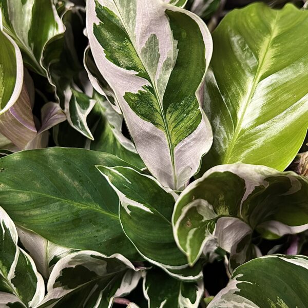 Calathea Fusion White