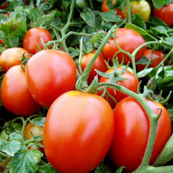 Томат "Galera" 70 семян