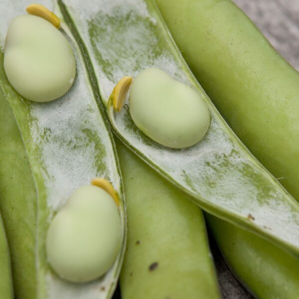 Бобы и фасоль