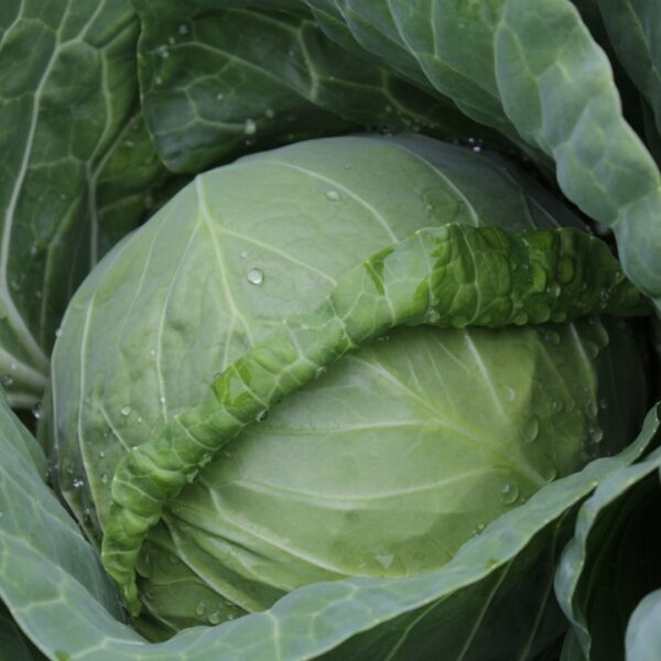Капуста белокачанная Nozomi F1 45 семян