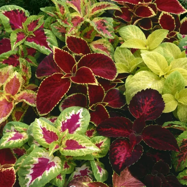 Декоративная крапива "Rainbow Mixed" 100 семян