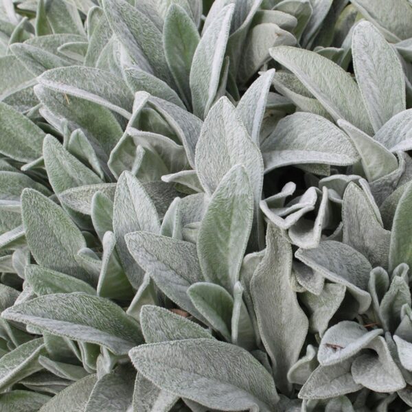 Чистец византийский, «овечьи ушки» или «заячьи ушки» 0,2 g