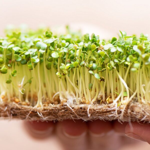 Люцерна 15 г