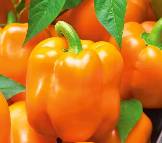 Сладкая паприка Rewia 0,2 г