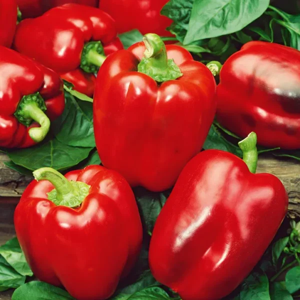 Сладкая паприка California Wonder 0,5 г