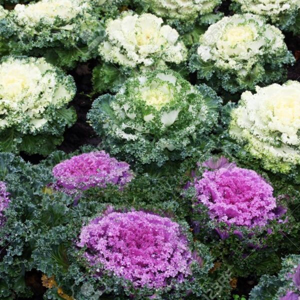 Декоративная капуста Curled Leaved 0,3 г