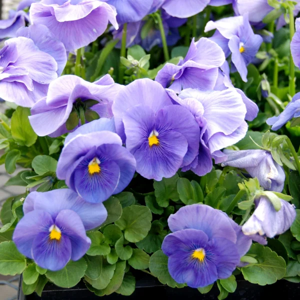 Фиалка Виттрока Clear Cristals Lihgt Blue 0,3 г