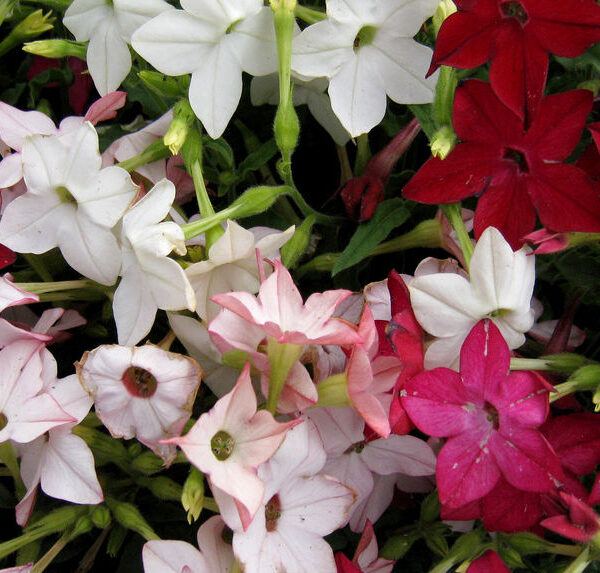 Табак крылатый Sensation 0,1 г