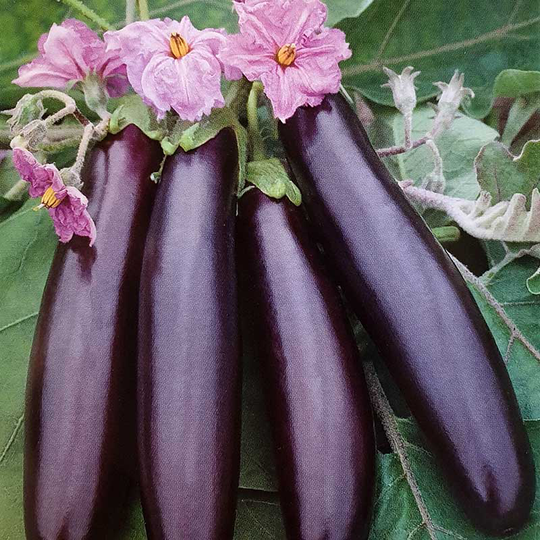 Баклажан Giralda 0,1 г