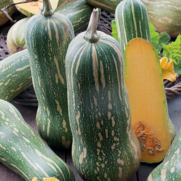 Мускатная тыква Naples Long 1,5 g