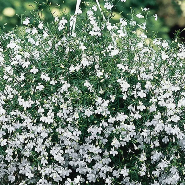 Лобелия эринус White Cascade 0,1 г