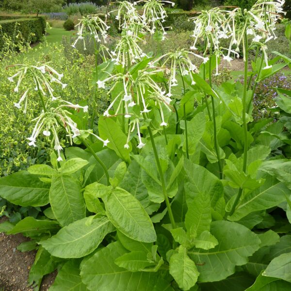 Табак лесной 2000 семян