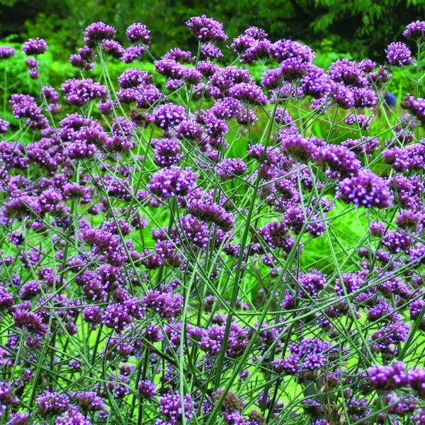 Вербена буэнос-айресская или бонарская Finesse 20 семян