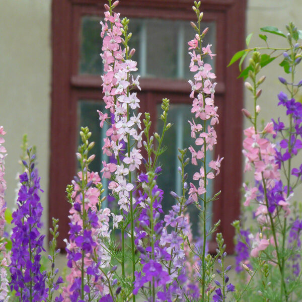 Дельфиниум Аякса или садовый 1 г