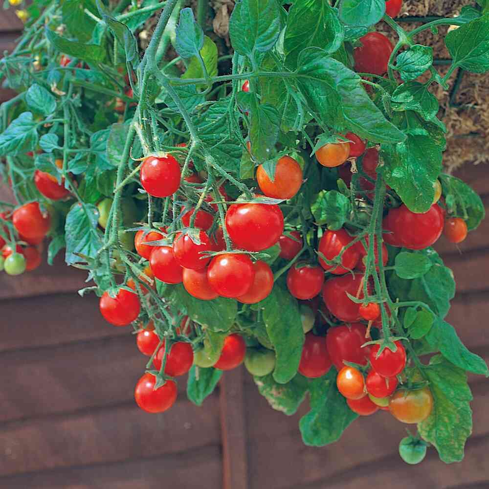 Томат-черри Tomfall 40 семян