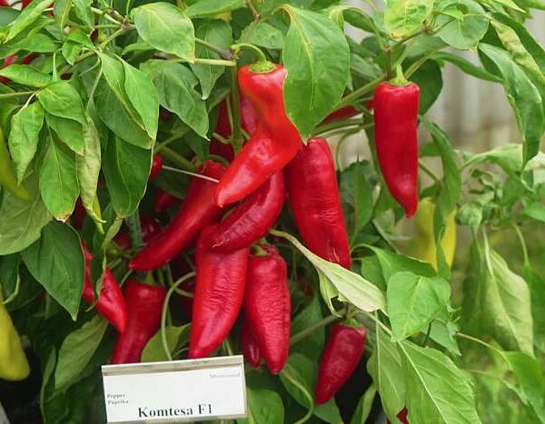 Сладкая паприка Komtesa 0,1 г