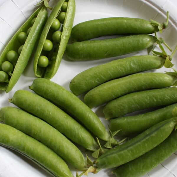 Высокий горох Aamisepp 25 г эстонский сорт