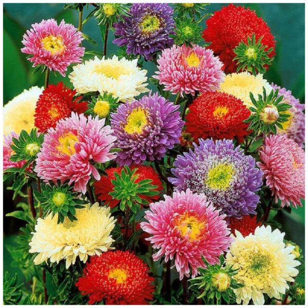 Астра китайская Princess 1 г