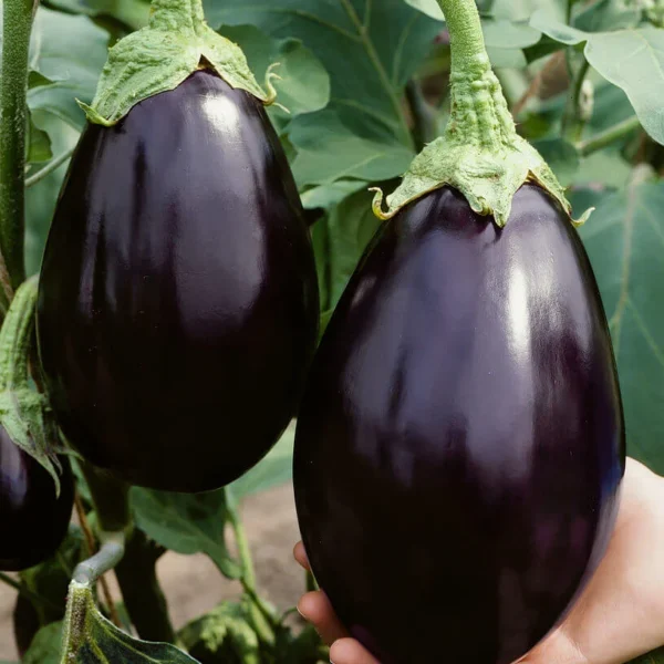 Баклажан Agata 0,1 г