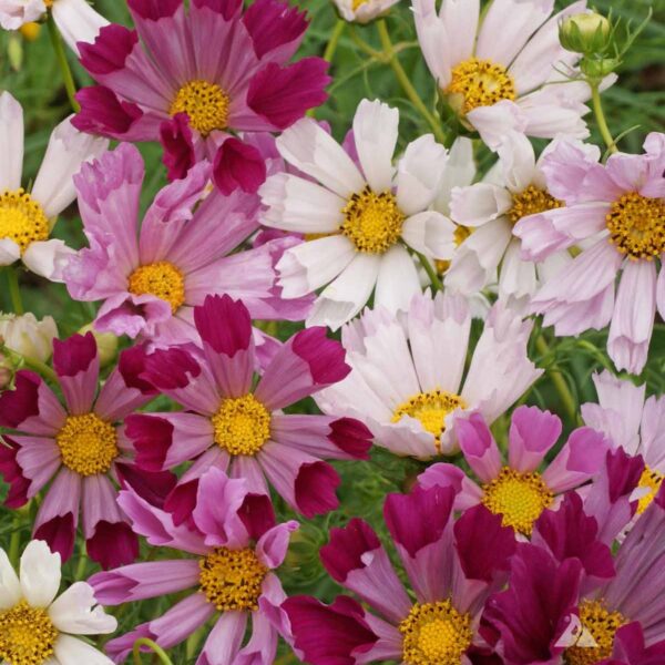 Космея или космос Sea Shells 1 г