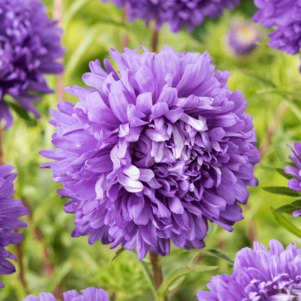 Астра китайская Duchesse Blue 0,3 г Akone