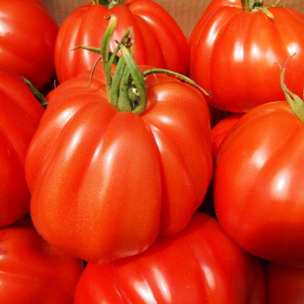 Corazon 5 семян