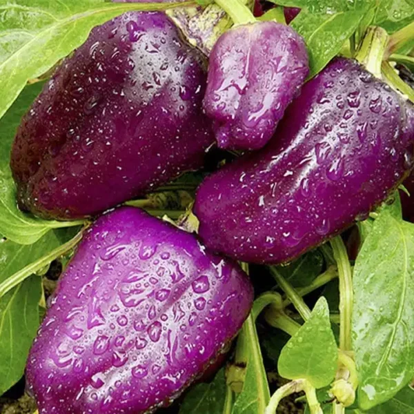 Сладкая паприка Oda 0,2 г