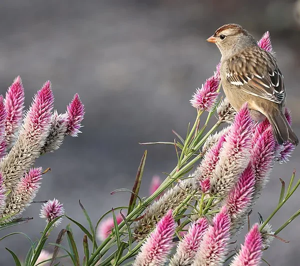 Целозия колосковая Flamingo 0,3 г