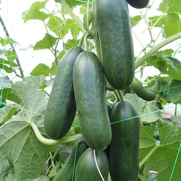 Kalimero F1 10 семян