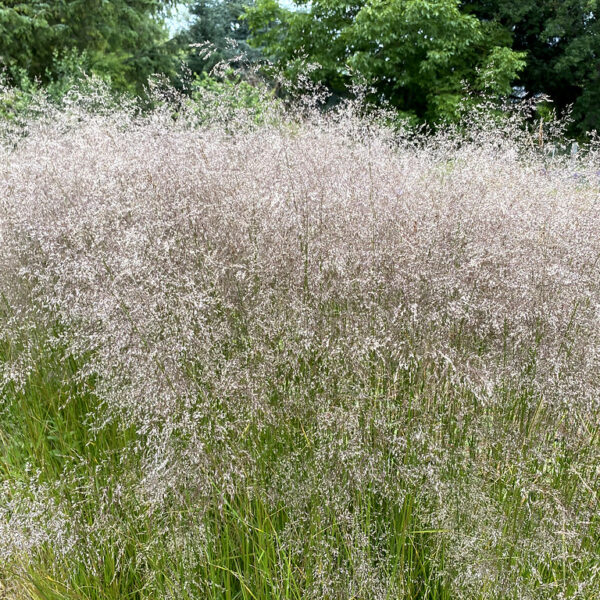 Щучка дернистая Goldschleier 1 г