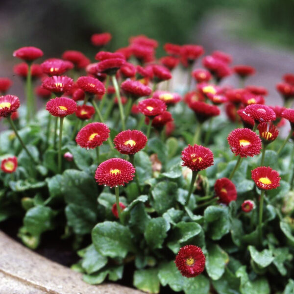 Маргаритка Radar 0,2g семенами