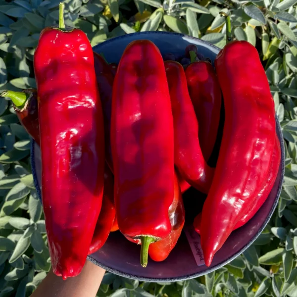 Сладкая паприка Marconi Red 0,2 г