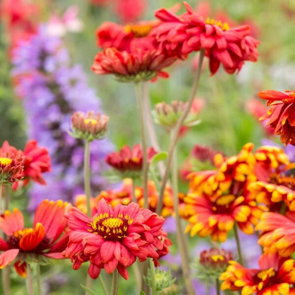 Гайлардия остистая Burgundy 0,5 г