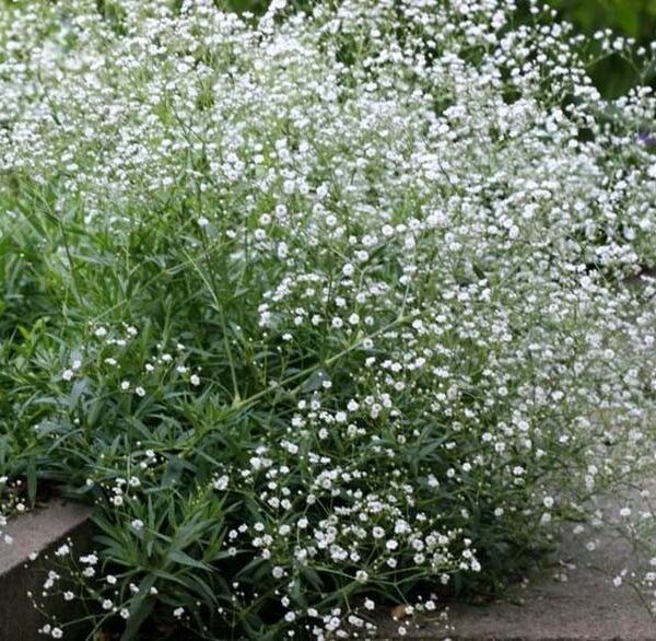 Гипсофила метельчатая или Качим метельчатый 0,5 г семян