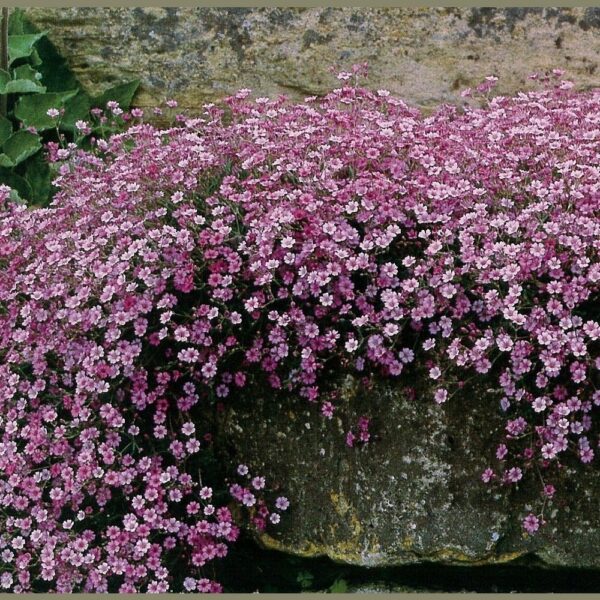 Качим изящный или однолетняя гипсофила Rosea 1 г